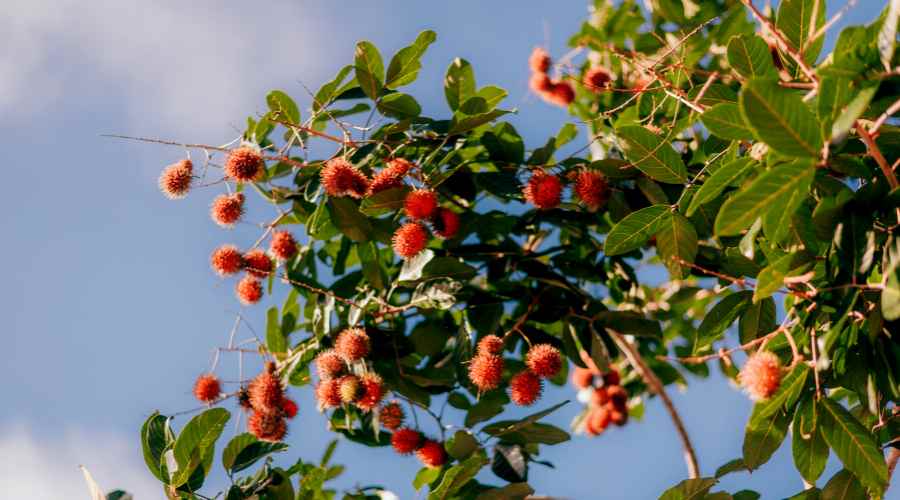 aspecta del arbusto de Rambután