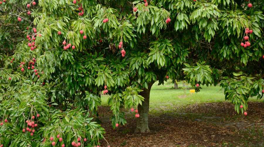 aspecto del arbol frutal de lichi