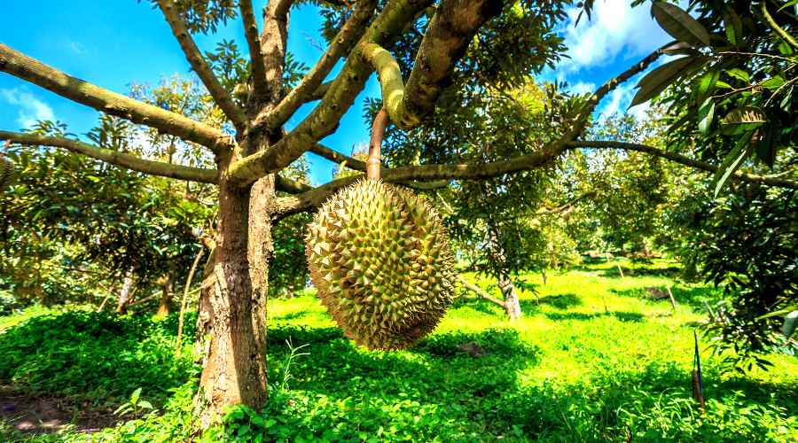 aspecto del arbusto de durian