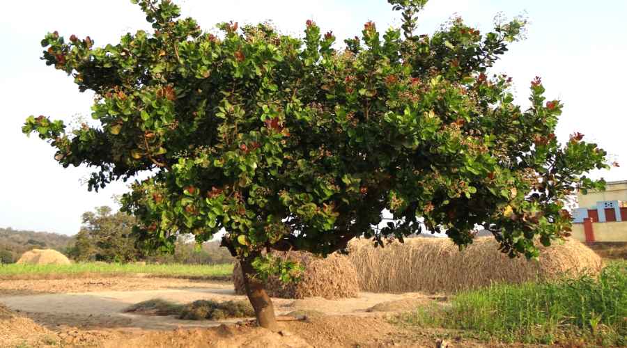 aspecto y apariencia del arbol de anacardos