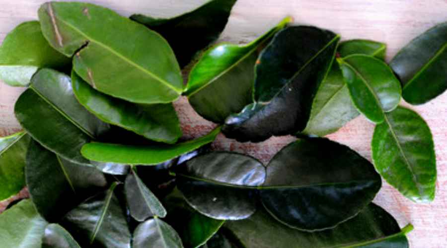 hojas de fruto Lima Kaffir
