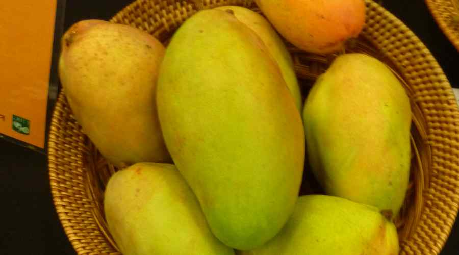 tipo de mango Rosigold para patios en zonas tropicales