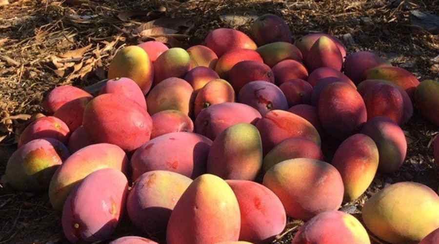 variedad de Mango Irwin para patios y jardines en areas templadas