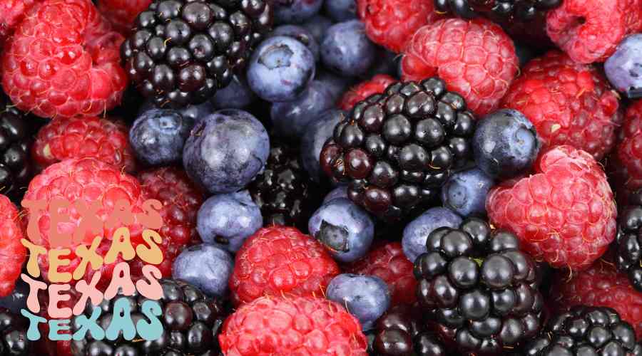 mejores Árboles de frutas bayas para tejas