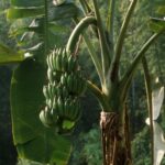 Árbol de Bananas (Plátano)