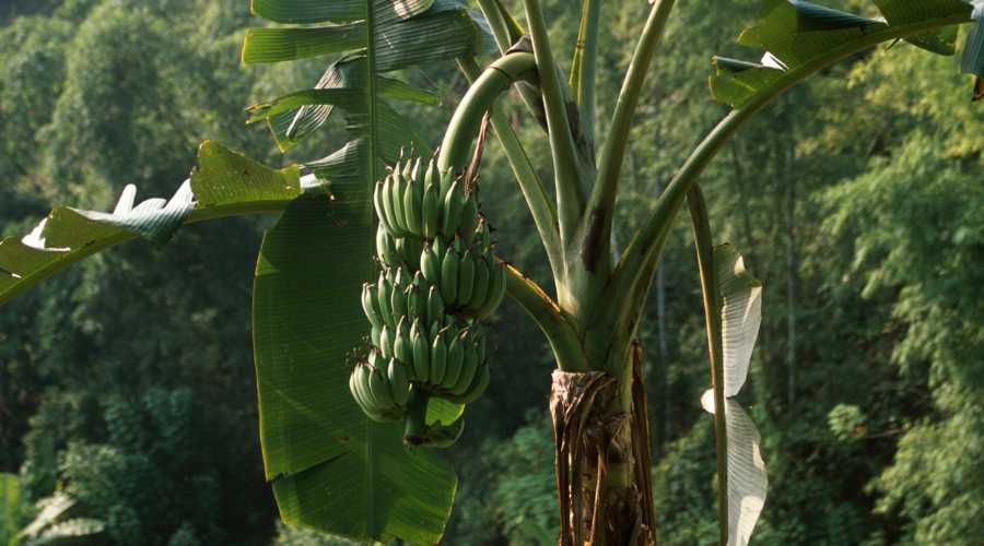 Árbol de Bananas (Plátano)