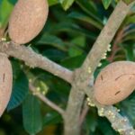 Características de la planta de zapote mamey