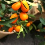 Cómo CUIDAR un árbol de kumquat