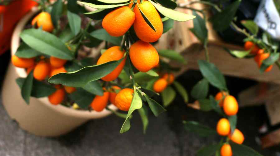 Cómo CUIDAR un árbol de kumquat
