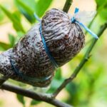 Como Injertar una Planta de Quinotos