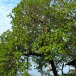 Cómo es el árbol del anacardo