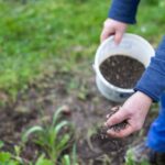 Cómo fertilizar un árbol de naranja