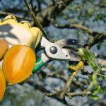 Como podar Árbol de Zapote