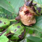 Cómo quitar la plaga y peste de un árbol de guayaba