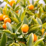 Como revivir un árbusto de kumquat