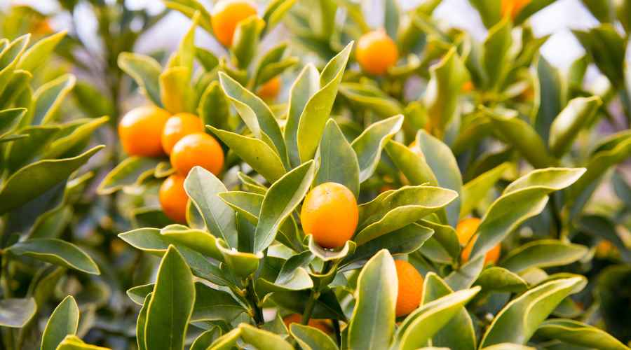 Como revivir un árbusto de kumquat