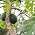 Cómo saber si un árbol de papaya es macho o hembra