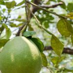 Cómo salvar y recuperar una Planta de Pomelo debilitada