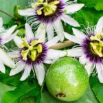 Cómo se cuida la flor de maracuyá