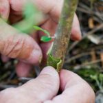 Cómo se propaga el zapote