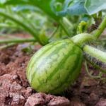 Como trasplantar una planta de sandia