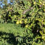 Cuándo madura El guayabo