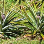 Cuánto sol necesita una planta de piña