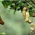 Dónde plantar un Árbol de Tamarindo