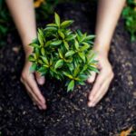 Dónde plantar un árbol de pomelo