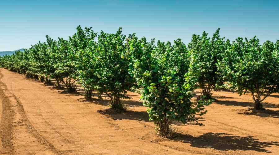 Dónde se puede plantar un avellano