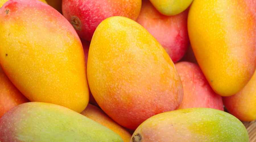 Los mejores tipos y variedades de mango para cultivar en tu jardín