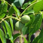 Nogal, árbol de Nueces