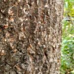 Para qué sirve la corteza del árbol de tamarindo