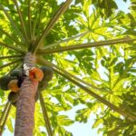 Planta y arbusto de Papaya