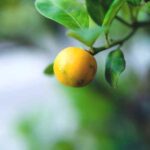 Porque no crecen las naranjas en la planta de naranjo