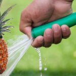 Qué cantidad de agua necesita una planta de piña