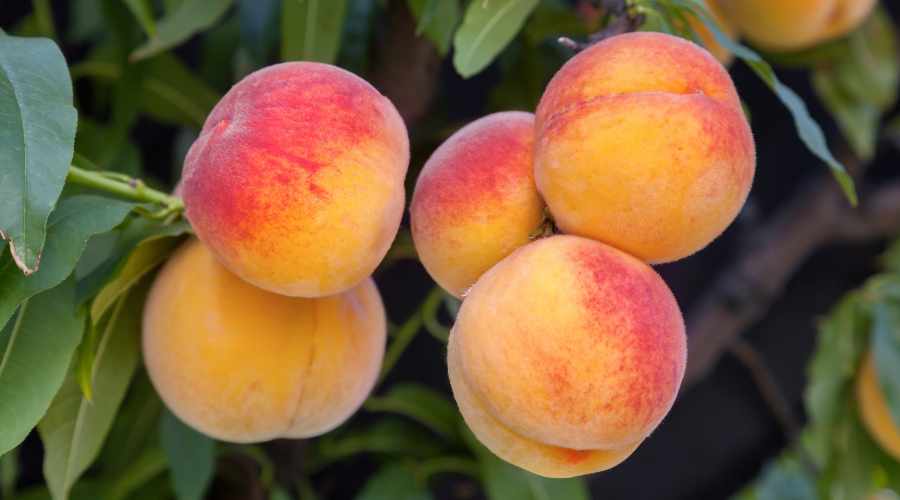 Tipos de Plantas de Frutas de hueso o carozo