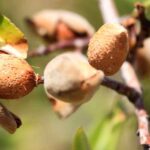 almendras en almendro