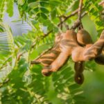 arbusto de Tamarindo