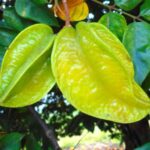 carambola madura sin cosechar