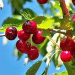 cerezas maduras sin cosechar