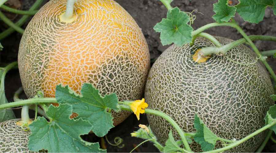 clases, variedades y tipos de abono y fertilizantes para melones