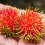 dos frutos de Rambután en la mano