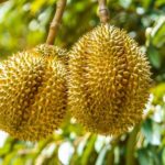 durian en el arbol sin cosechar