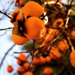 fruta cachi en el arbol sin cosechar