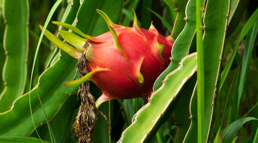 fruta del dragon o pitaya en la planta