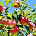 frutas de manzanas en la planta manzano