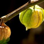 fruto de Alquejenje sin madurar en la planta