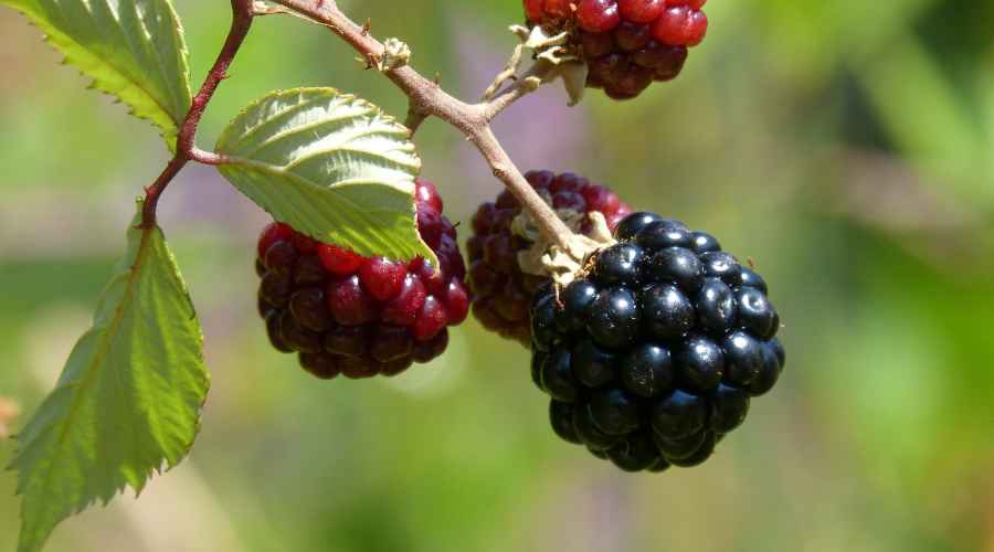 fruto de Zarzamora maduro en la planta