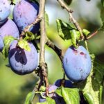 fruto de ciruelas listos para cosechar